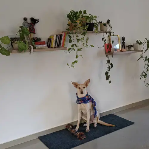 dog wearing a scarf posed underneath floating shelves