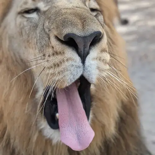 portrait of lion yawning